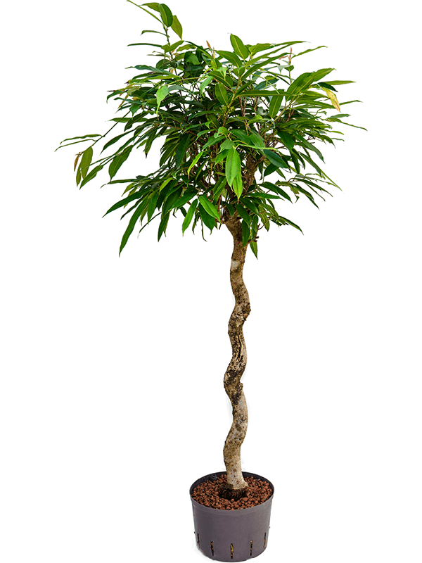 Ficus amstel king 170 cm magas, 28 cm-es cserépben