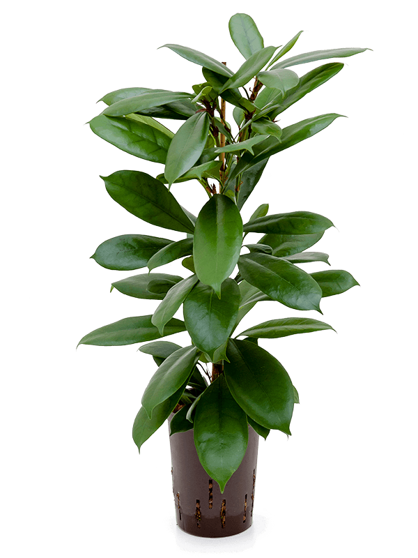 Ficus cyathistipula 70 cm magas, 15 cm-es cserépben