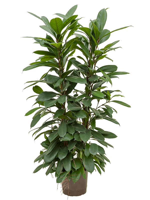 Ficus cyathistipula 105 cm magas, 22 cm-es cserépben