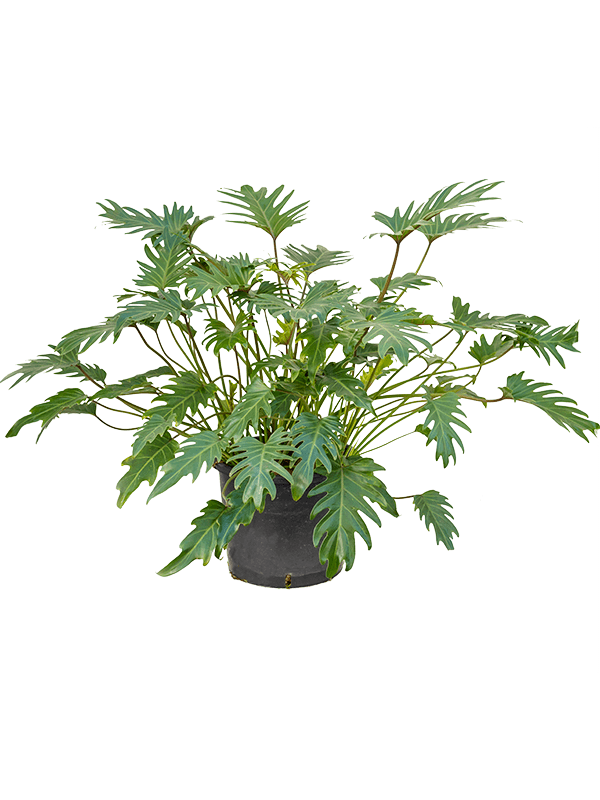 Philodendron xanadu 90 cm magas, 30 cm-es cserépben