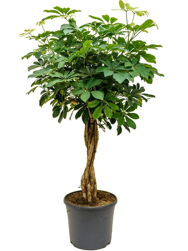 Schefflera arboricola 110 cm magas, 30 cm-es cserépben