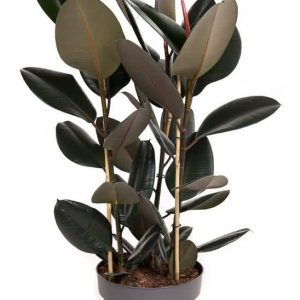 Ficus elastica 'Abidjan' (3 PP) / nagylevelű fikusz