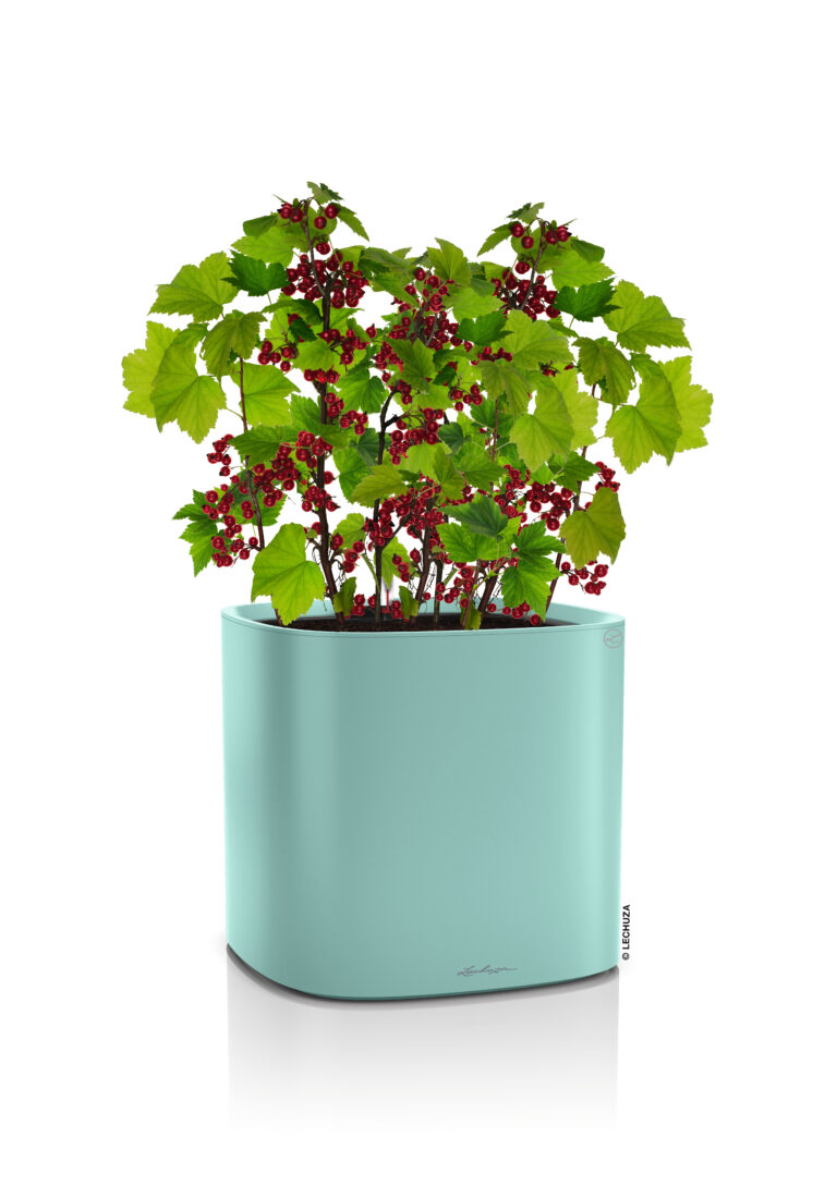 Lechuza PILA Color - Image 3