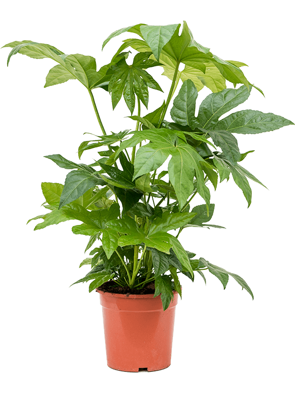 Fatsia japonica